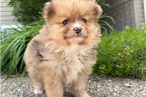 Lori - Pomeranian for sale