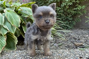 Terry - Pomeranian for sale