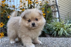 Tyson - Pomeranian for sale