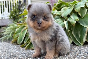 Gracie - Pomeranian for sale