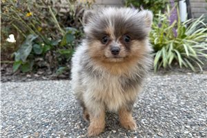 Wyatt - Pomeranian for sale