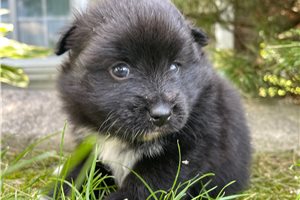 London - Pomeranian for sale