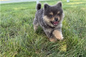 Terry - Pomeranian for sale