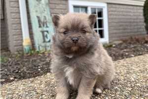 Keith - Pomeranian for sale
