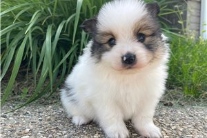 Brody - Pomeranian for sale