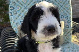 Tyra - Bernedoodle for sale