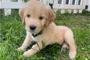 Gyro - puppy for sale