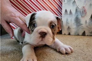 Stella - English Bulldog for sale