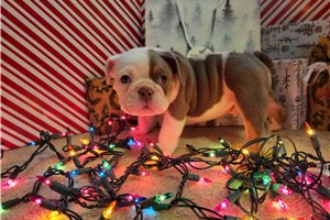 Hogan - English Bulldog for sale