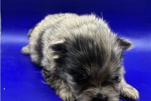 Clive - puppy for sale