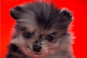 Celo - Pomeranian for sale