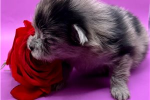 Celo - puppy for sale