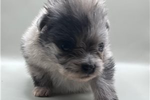 Celtie - Pomeranian for sale