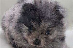 Clive - Pomeranian for sale