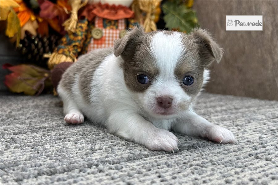 Gideon - Chihuahua for sale