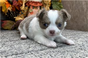 Gideon - puppy for sale