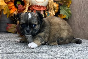 Garrett - Chihuahua for sale