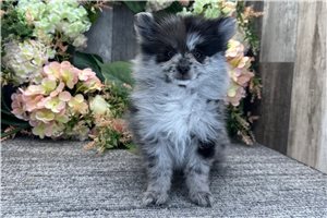 Penelope - Pomeranian for sale