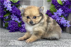 Sugar - puppy for sale