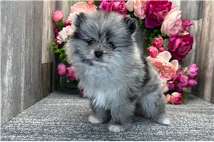 Trent - Pomeranian for sale