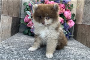 Turner - puppy for sale