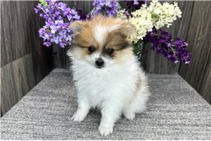 Louie - Pomeranian for sale