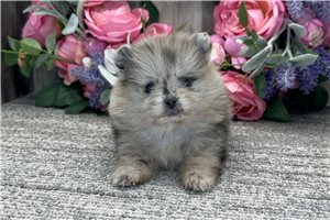 Tulla - puppy for sale