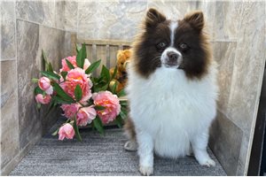 Midge - Pomeranian for sale