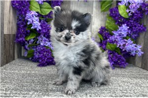 Penelope - Pomeranian for sale