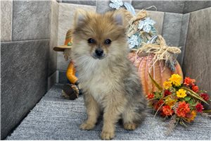 Thatcher - Pomeranian for sale