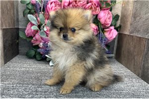 Thea - Pomeranian for sale