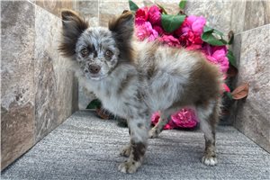 Edmund - Pomeranian for sale