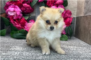 Dawn - Pomeranian for sale
