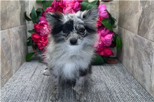 Elisha - puppy for sale