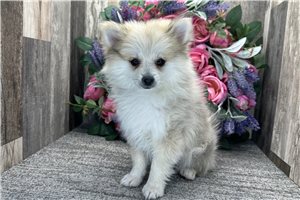 Sephora - Pomeranian for sale