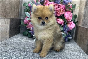 Thatcher - Pomeranian for sale