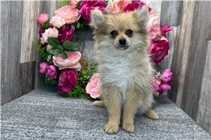 Sugar - Pomeranian for sale