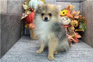 Thea - Pomeranian for sale