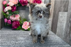 Edmund - Pomeranian for sale
