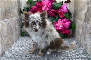 Edmund - Pomeranian for sale