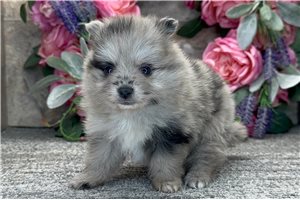 Violet - Pomeranian for sale