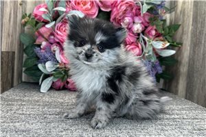 Penelope - Pomeranian for sale