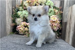 Sephora - Pomeranian for sale