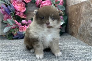 Turner - Pomeranian for sale