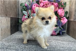 Dawn - Pomeranian for sale