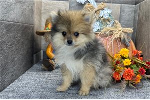 Thea - Pomeranian for sale