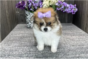 Lorelai - Pomeranian for sale
