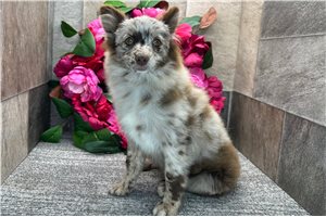 Edmund - Pomeranian for sale
