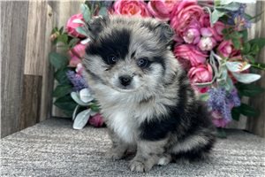 Elisha - Pomeranian for sale