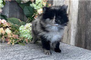 Eliza - Pomeranian for sale